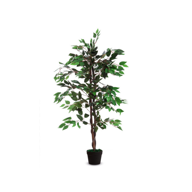 Pianta ornamentale FICUS H120cm