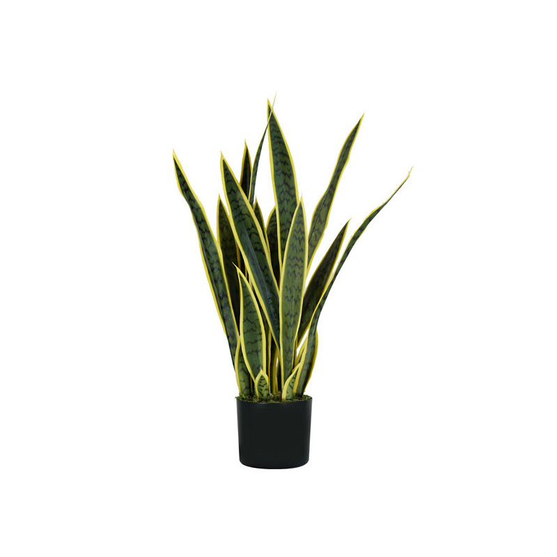 Pianta ornamentale Sansevieria 21 foglie